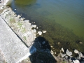 alpena-rocks-in-water-img_7329